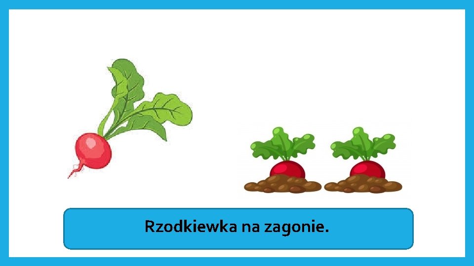 Rzodkiewka na zagonie. 