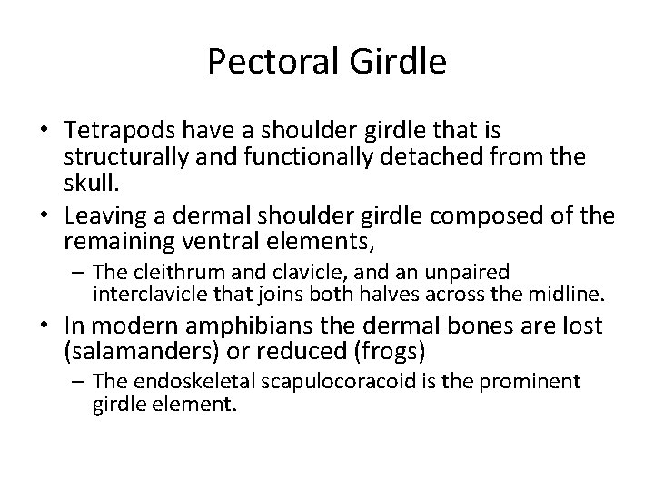 Pectoral Girdle • Tetrapods have a shoulder girdle that is structurally and functionally detached