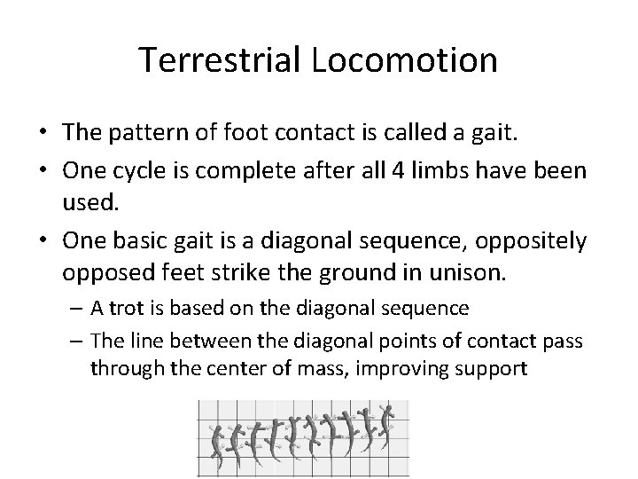 Terrestrial Locomotion • The pattern of foot contact is called a gait. • One
