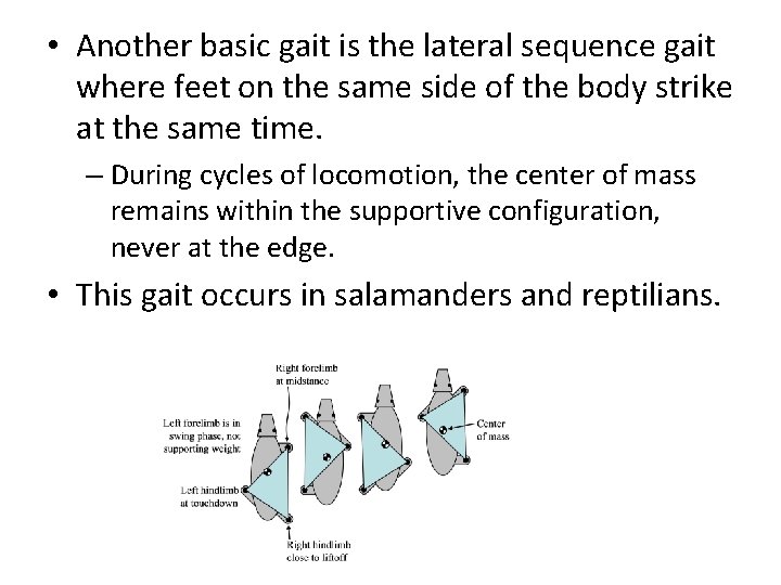  • Another basic gait is the lateral sequence gait where feet on the
