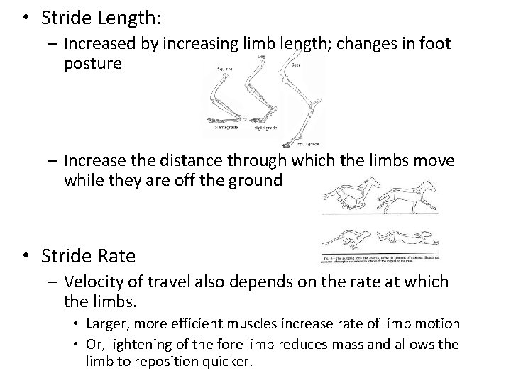  • Stride Length: – Increased by increasing limb length; changes in foot posture