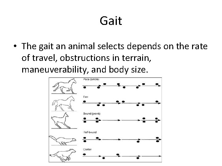 Gait • The gait an animal selects depends on the rate of travel, obstructions