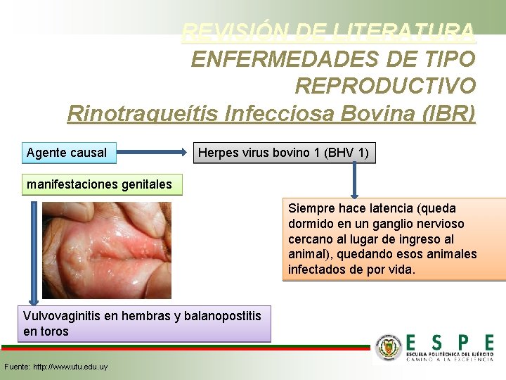 REVISIÓN DE LITERATURA ENFERMEDADES DE TIPO REPRODUCTIVO Rinotraqueítis Infecciosa Bovina (IBR) Agente causal Herpes