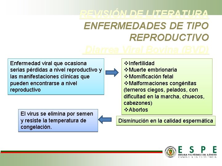 REVISIÓN DE LITERATURA ENFERMEDADES DE TIPO REPRODUCTIVO Diarrea Viral Bovina (BVD) Enfermedad viral que