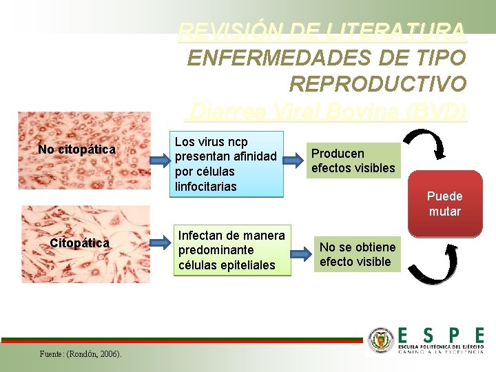 REVISIÓN DE LITERATURA ENFERMEDADES DE TIPO REPRODUCTIVO Diarrea Viral Bovina (BVD) No citopática Citopática