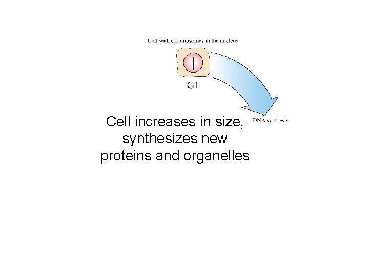 Cell increases in size, synthesizes new proteins and organelles 