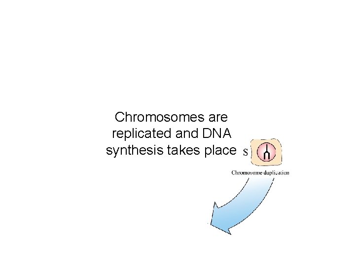 Chromosomes are replicated and DNA synthesis takes place 