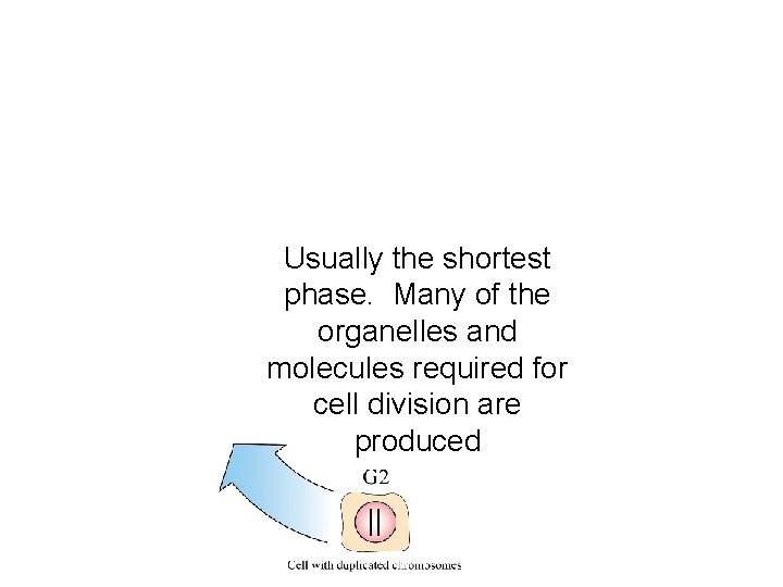 Usually the shortest phase. Many of the organelles and molecules required for cell division