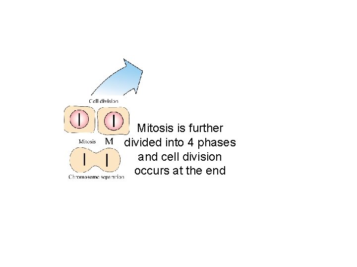 Mitosis is further divided into 4 phases and cell division occurs at the end
