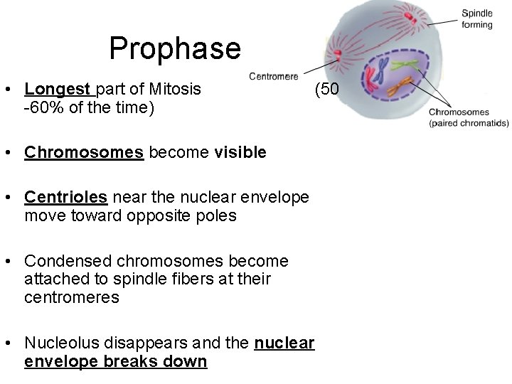 Prophase • Longest part of Mitosis -60% of the time) • Chromosomes become visible