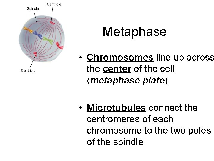 Metaphase • Chromosomes line up across the center of the cell (metaphase plate) •