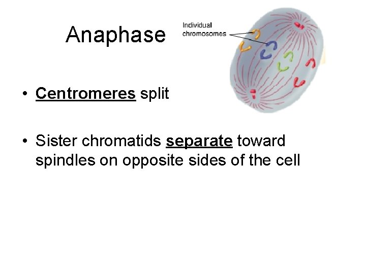 Anaphase • Centromeres split • Sister chromatids separate toward spindles on opposite sides of