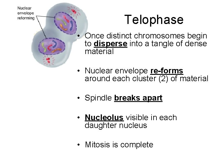 Telophase • Once distinct chromosomes begin to disperse into a tangle of dense material