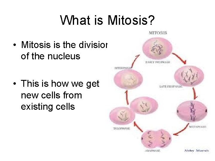 What is Mitosis? • Mitosis is the division of the nucleus • This is