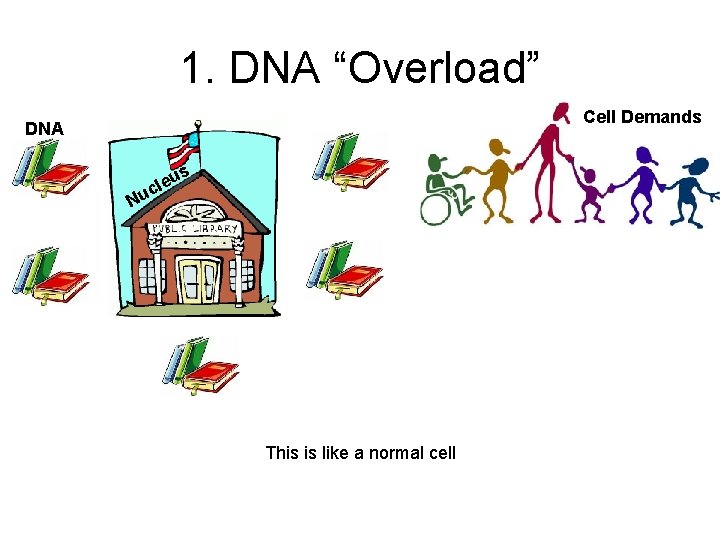 1. DNA “Overload” Cell Demands DNA s u cle Nu This is like a