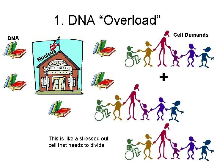 1. DNA “Overload” Cell Demands DNA s u cle Nu + This is like