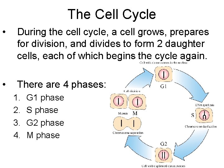 The Cell Cycle • During the cell cycle, a cell grows, prepares for division,