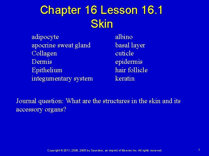 Chapter 16 Lesson 16. 1 Skin adipocyte apocrine sweat gland Collagen Dermis Epithelium integumentary