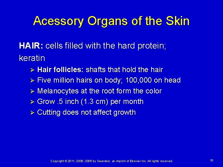Acessory Organs of the Skin HAIR: cells filled with the hard protein; keratin Hair