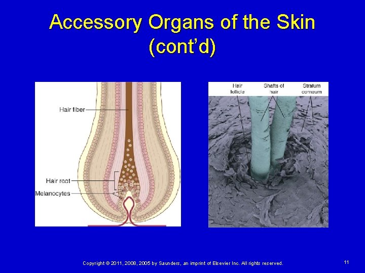 Accessory Organs of the Skin (cont’d) Copyright © 2011, 2008, 2005 by Saunders, an