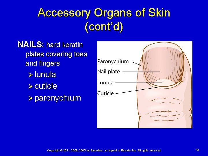 Accessory Organs of Skin (cont’d) NAILS: hard keratin plates covering toes and fingers Ø