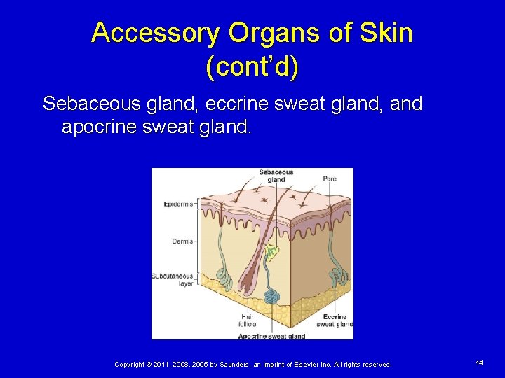 Accessory Organs of Skin (cont’d) Sebaceous gland, eccrine sweat gland, and apocrine sweat gland.