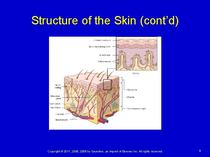 Structure of the Skin (cont’d) Copyright © 2011, 2008, 2005 by Saunders, an imprint