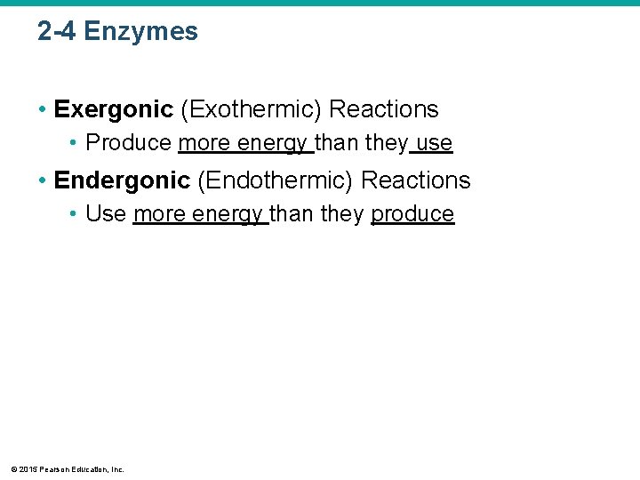 2 -4 Enzymes • Exergonic (Exothermic) Reactions • Produce more energy than they use