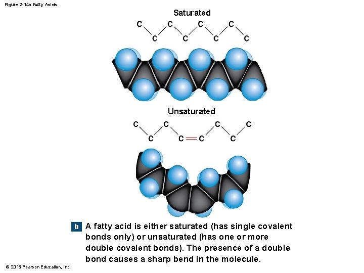 Figure 2 -14 b Fatty Acids. Saturated Unsaturated b © 2015 Pearson Education, Inc.