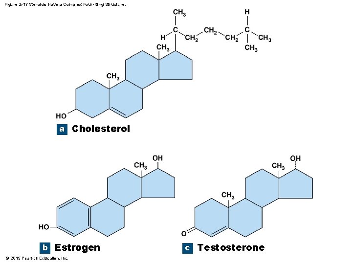 Figure 2 -17 Steroids Have a Complex Four-Ring Structure. a Cholesterol b Estrogen ©