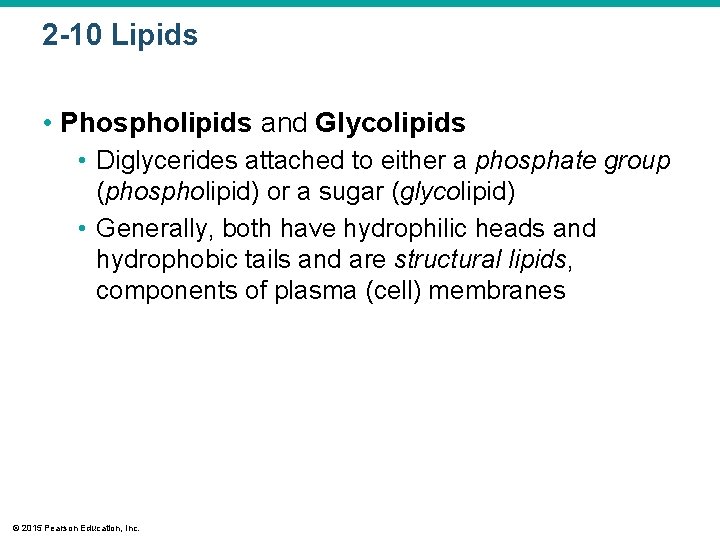 2 -10 Lipids • Phospholipids and Glycolipids • Diglycerides attached to either a phosphate