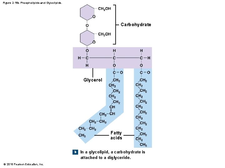 Figure 2 -18 b Phospholipids and Glycolipids. Carbohydrate Glycerol Fatty acids b © 2015