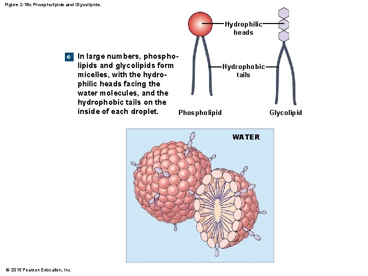 Figure 2 -18 c Phospholipids and Glycolipids. Hydrophilic heads c In large numbers, phospholipids