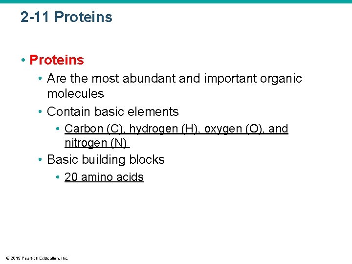 2 -11 Proteins • Are the most abundant and important organic molecules • Contain