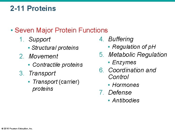 2 -11 Proteins • Seven Major Protein Functions 1. Support • Structural proteins 2.