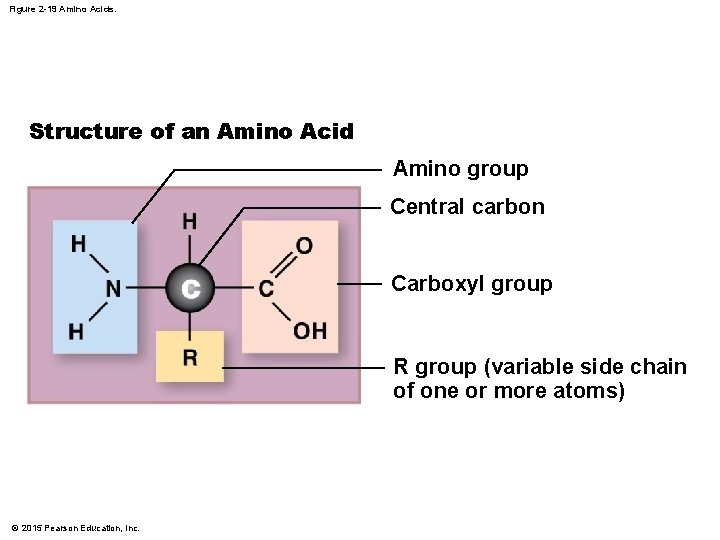 Figure 2 -19 Amino Acids. Structure of an Amino Acid Amino group Central carbon