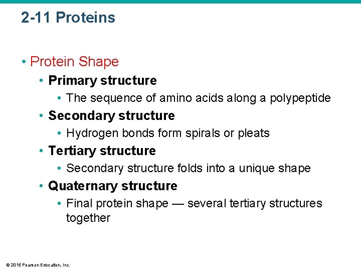 2 -11 Proteins • Protein Shape • Primary structure • The sequence of amino