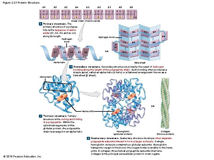 Figure 2 -21 Protein Structure. A 1 A 2 A 3 A 4 A