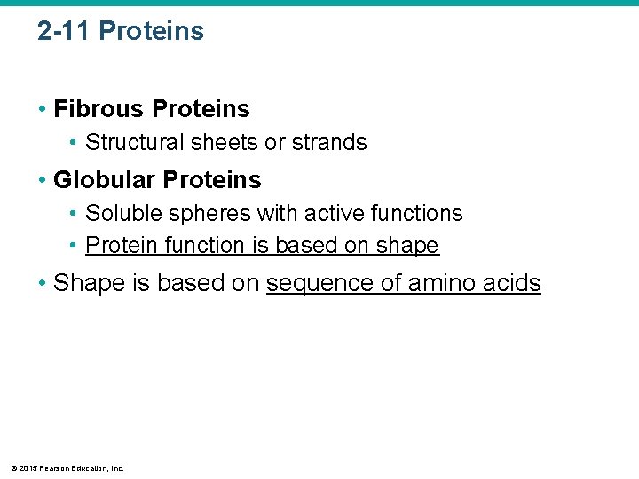 2 -11 Proteins • Fibrous Proteins • Structural sheets or strands • Globular Proteins