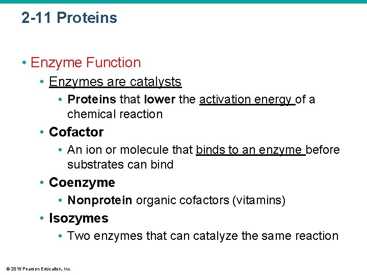 2 -11 Proteins • Enzyme Function • Enzymes are catalysts • Proteins that lower