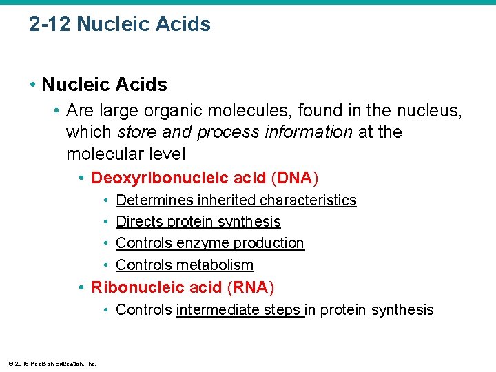 2 -12 Nucleic Acids • Are large organic molecules, found in the nucleus, which