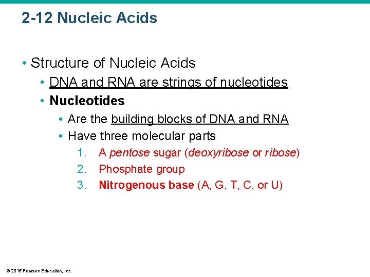 2 -12 Nucleic Acids • Structure of Nucleic Acids • DNA and RNA are