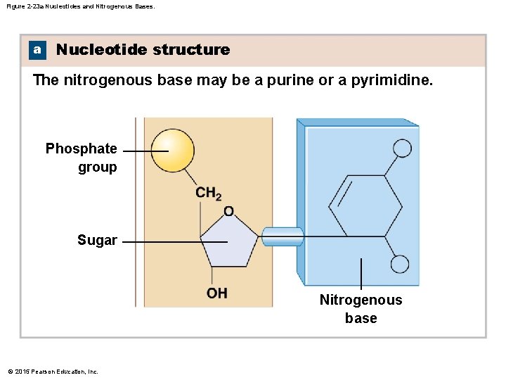 Figure 2 -23 a Nucleotides and Nitrogenous Bases. a Nucleotide structure The nitrogenous base