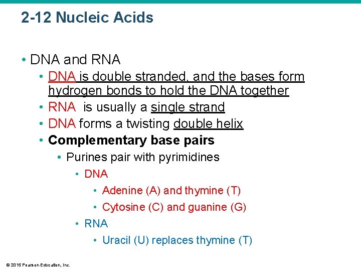 2 -12 Nucleic Acids • DNA and RNA • DNA is double stranded, and