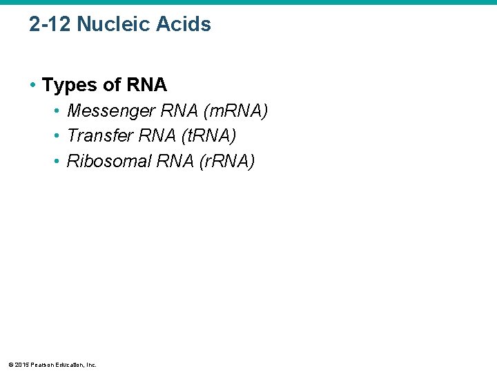 2 -12 Nucleic Acids • Types of RNA • Messenger RNA (m. RNA) •