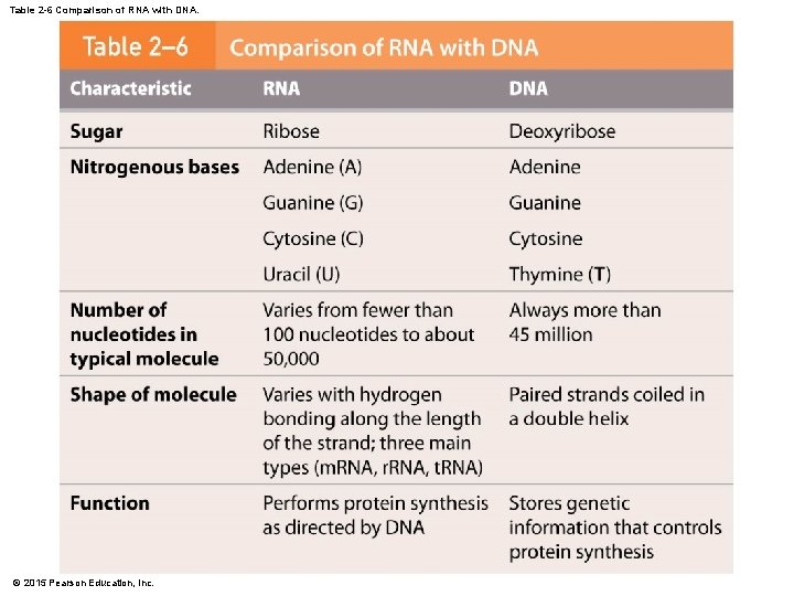 Table 2 -6 Comparison of RNA with DNA. © 2015 Pearson Education, Inc. 