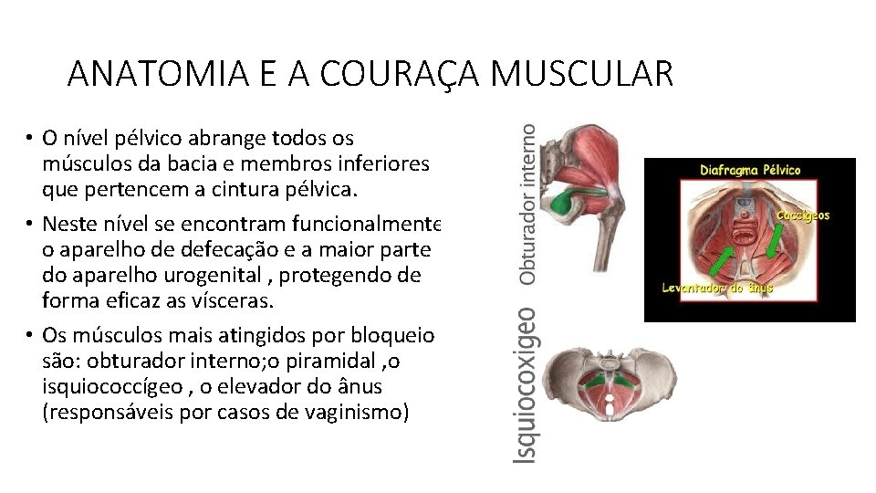 ANATOMIA E A COURAÇA MUSCULAR • O nível pélvico abrange todos os músculos da ANATOMIA E A COURAÇA MUSCULAR • O nível pélvico abrange todos os músculos da