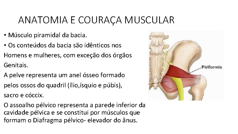 ANATOMIA E COURAÇA MUSCULAR • Músculo piramidal da bacia. • Os conteúdos da bacia ANATOMIA E COURAÇA MUSCULAR • Músculo piramidal da bacia. • Os conteúdos da bacia