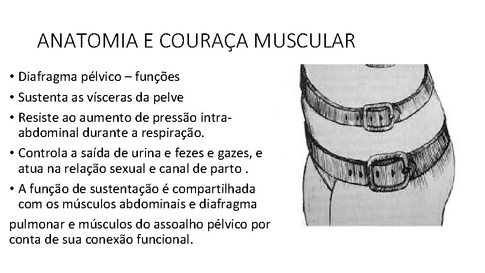 ANATOMIA E COURAÇA MUSCULAR • Diafragma pélvico – funções • Sustenta as vísceras da ANATOMIA E COURAÇA MUSCULAR • Diafragma pélvico – funções • Sustenta as vísceras da