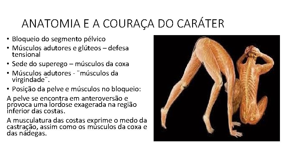 ANATOMIA E A COURAÇA DO CARÁTER • Bloqueio do segmento pélvico • Músculos adutores ANATOMIA E A COURAÇA DO CARÁTER • Bloqueio do segmento pélvico • Músculos adutores